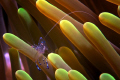   Anemone Cleaner Shrimp Periclimenes Holthuisi  